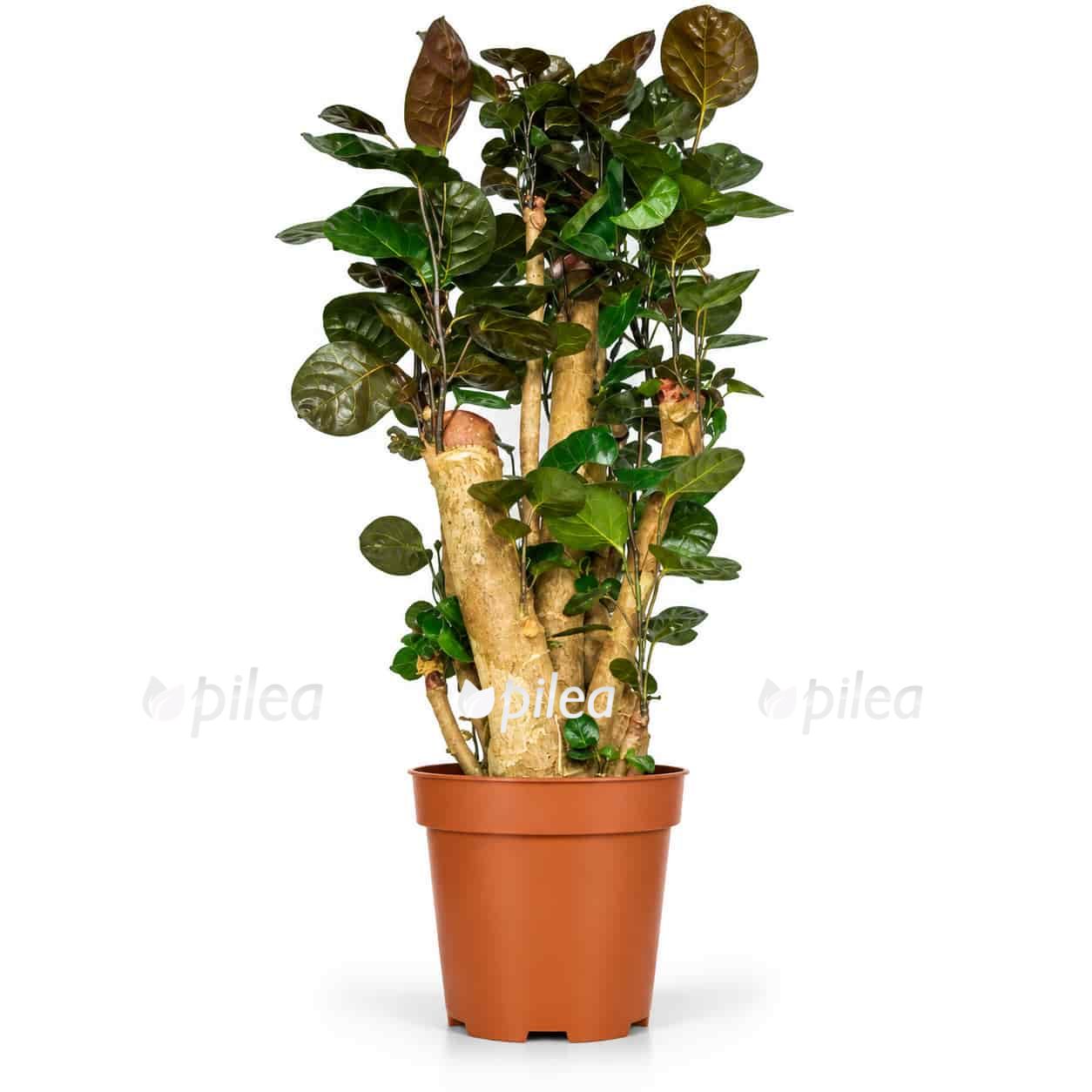 policias skutellarija fabian branch