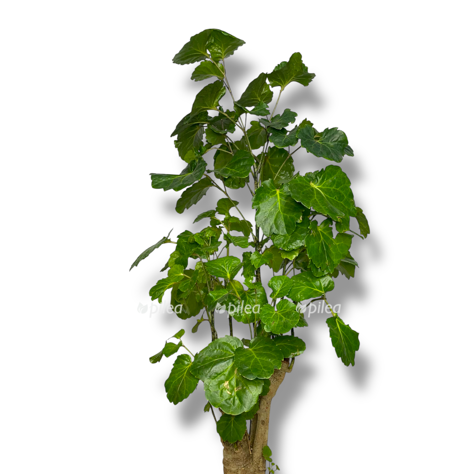 poliscias grin lemon