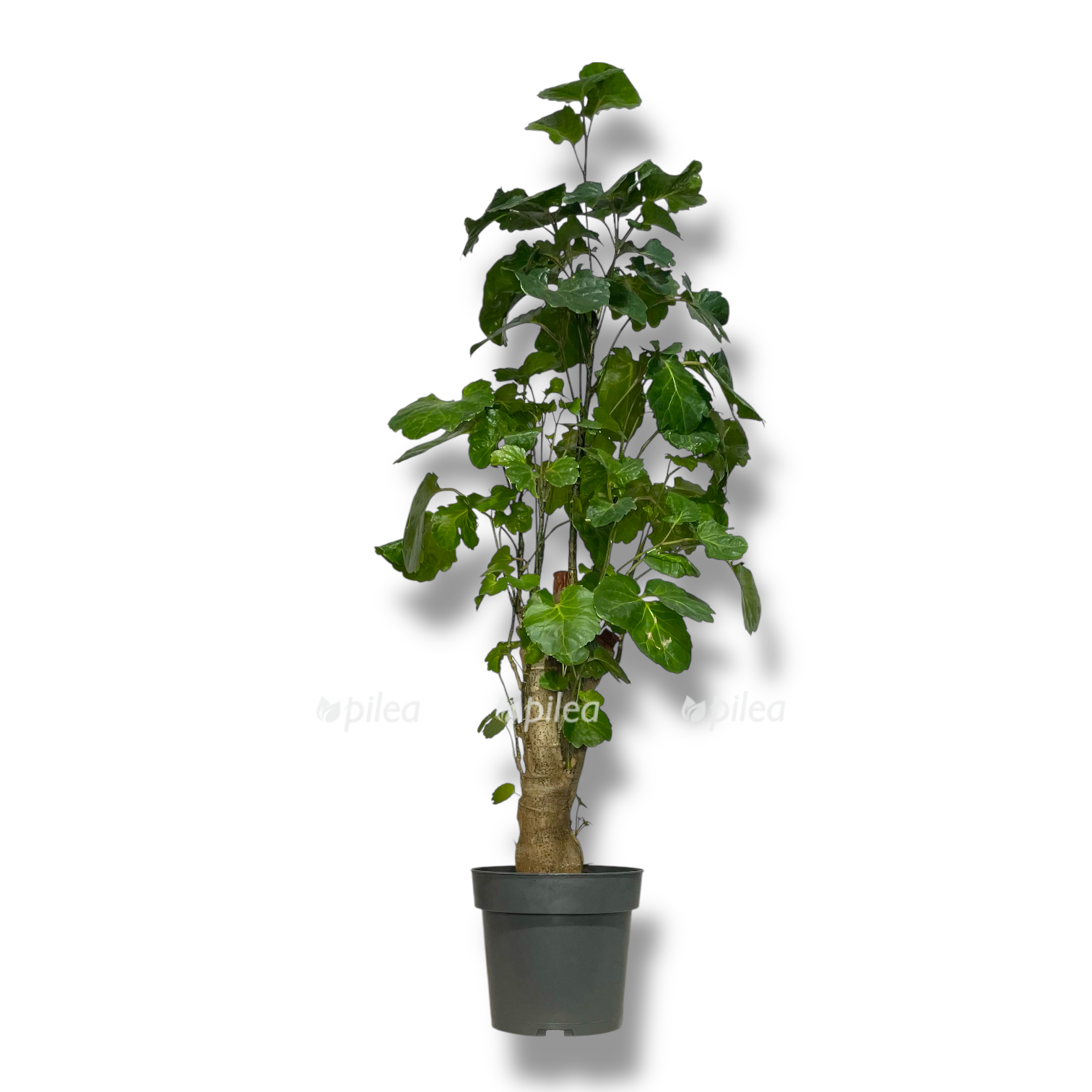 poliscias grin lemon