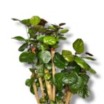 poliscias skutellariya fabian branch