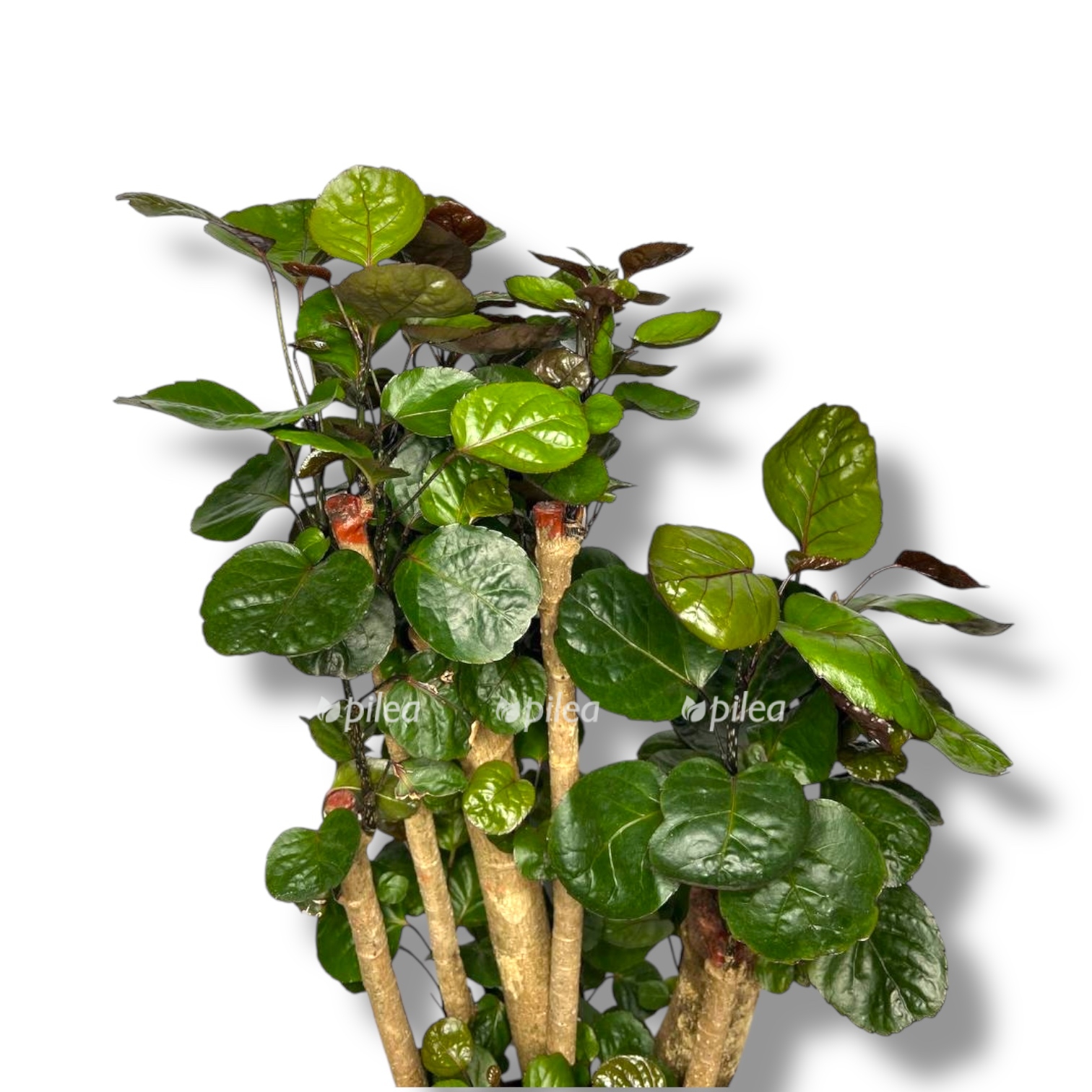 poliscias skutellariya fabian branch