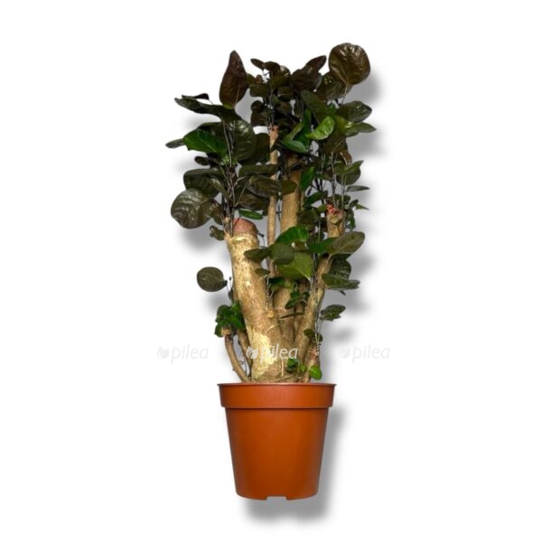 poliscias skutellariya fabian branch e1744344801868