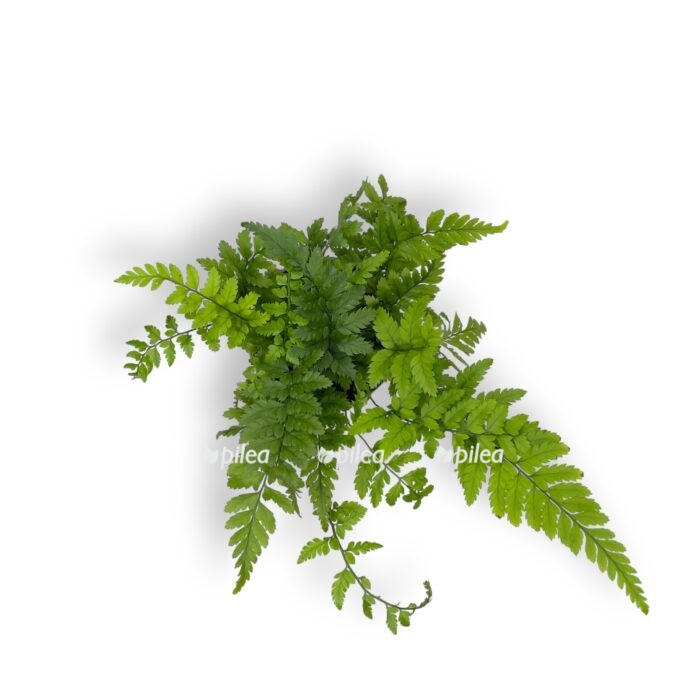 polistihum cus cimskij 15sm e1699552055482