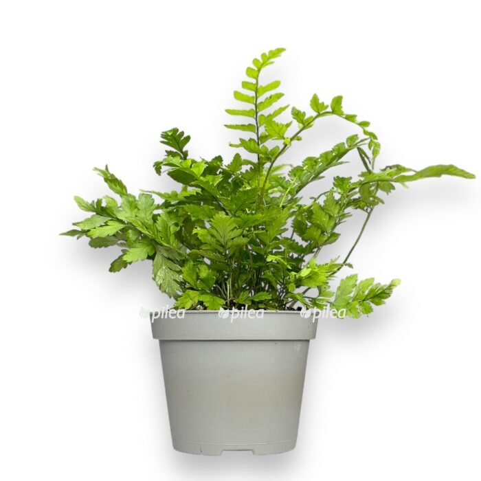 polistihum cus cimskij e1699552077488