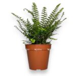 polistihum neolabatum e1729087046778