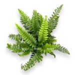 polistihum neolabatum e1729087057440