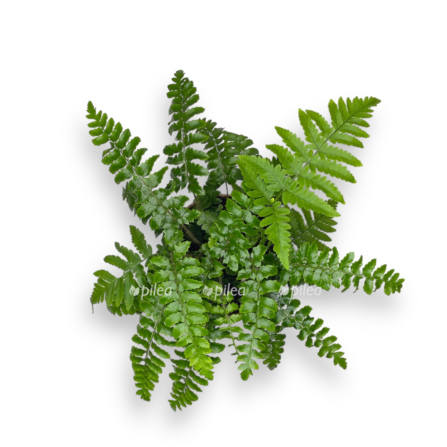 polistihum poliberanum 25 sm