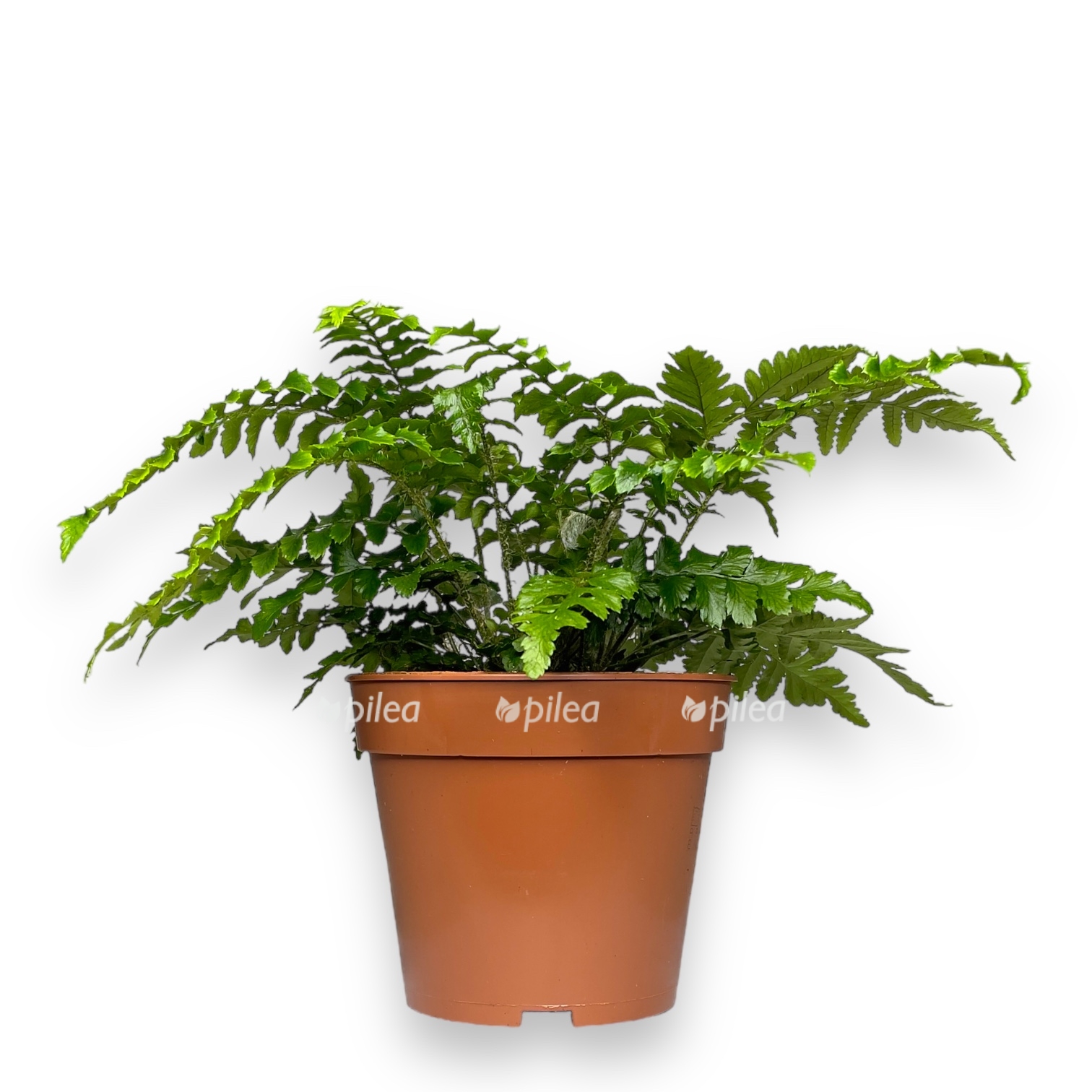 polistihum poliberanum