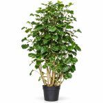polyscias scutellaria balfourii