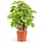 polyscias scutellaria balfourii