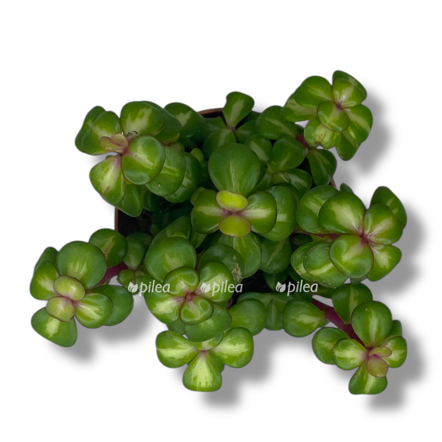 portulakariya afra pink ledi