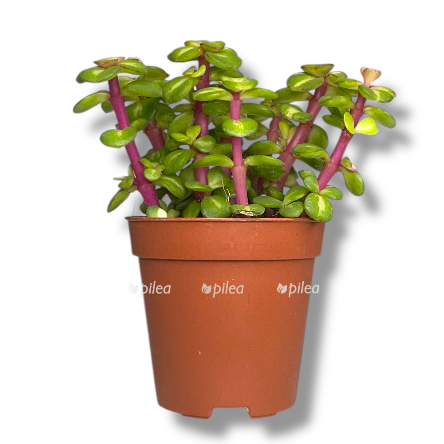 portulakariya afra pink ledi