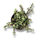 portulakariya afra variegata