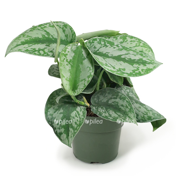 pothos silver satin 6 1c3adc93 ed2e 4650 a5b5