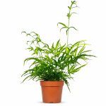 pteris cretica roeweri