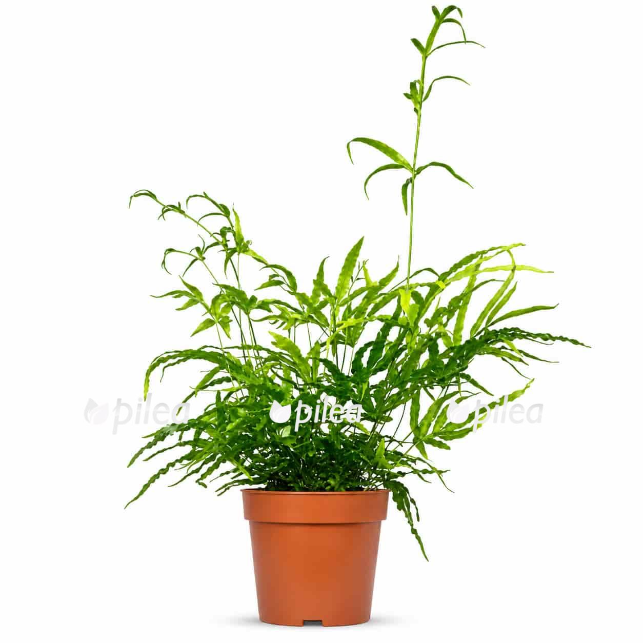 pteris cretica roeweri