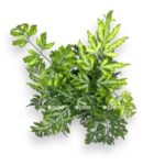 pteris enziformis everdzhemienzis e1706900971470