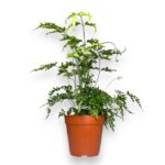 pteris enziformis everdzhemienzis e1706900979755