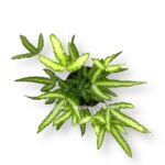 pteris kretika albolineata e1706901008277