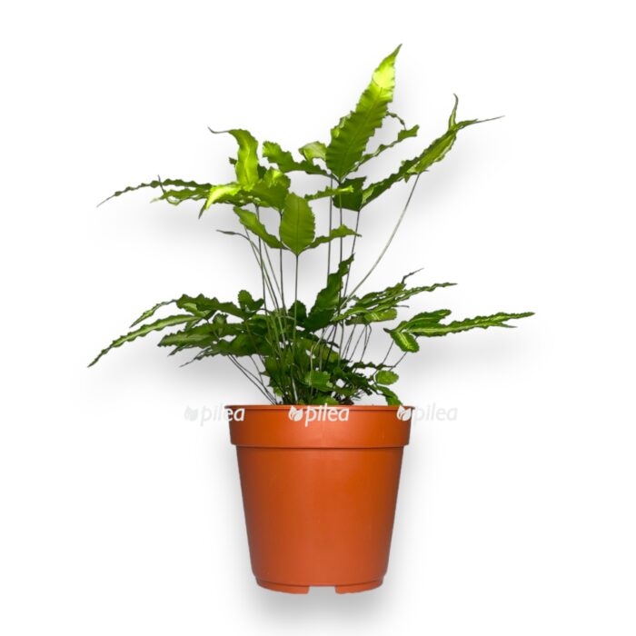 pteris kretika albolineata e1706901016802