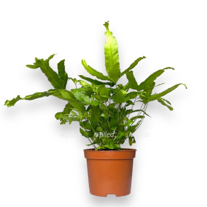 pteris kretika maji e1698772707938