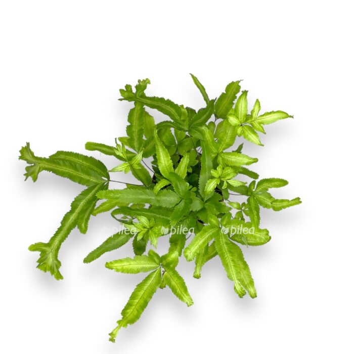 pteris kretika maji e1698772716518