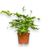 pteris kretika rouveri e1698934035969