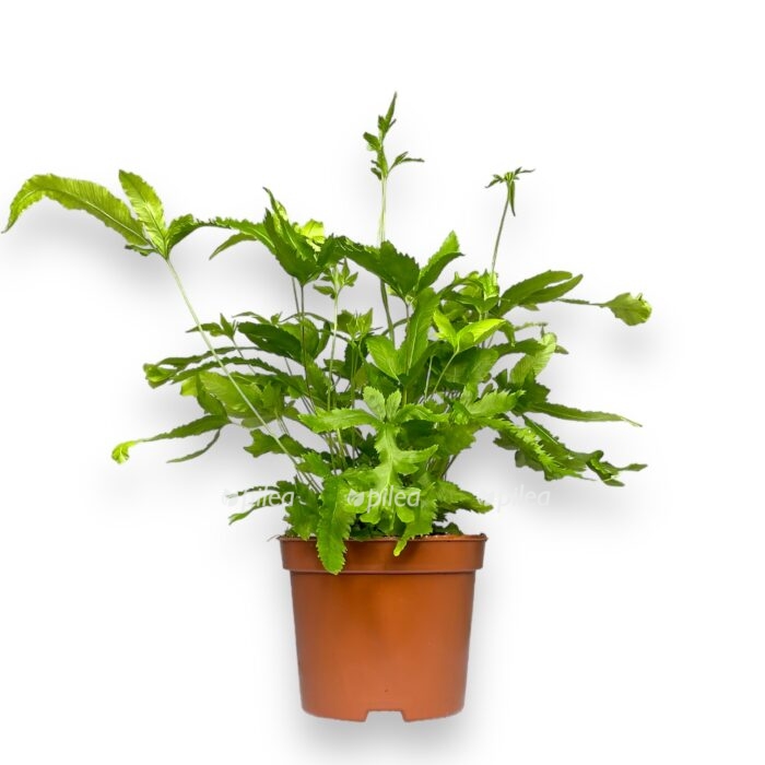 pteris kretika rouveri e1698934035969