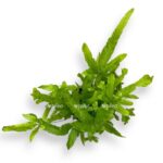 pteris kretika rouveri. e1698934047940
