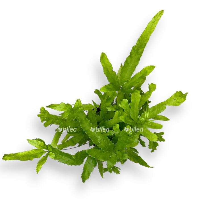 pteris kretika rouveri. e1698934047940