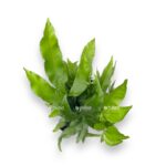 pteris parkeri