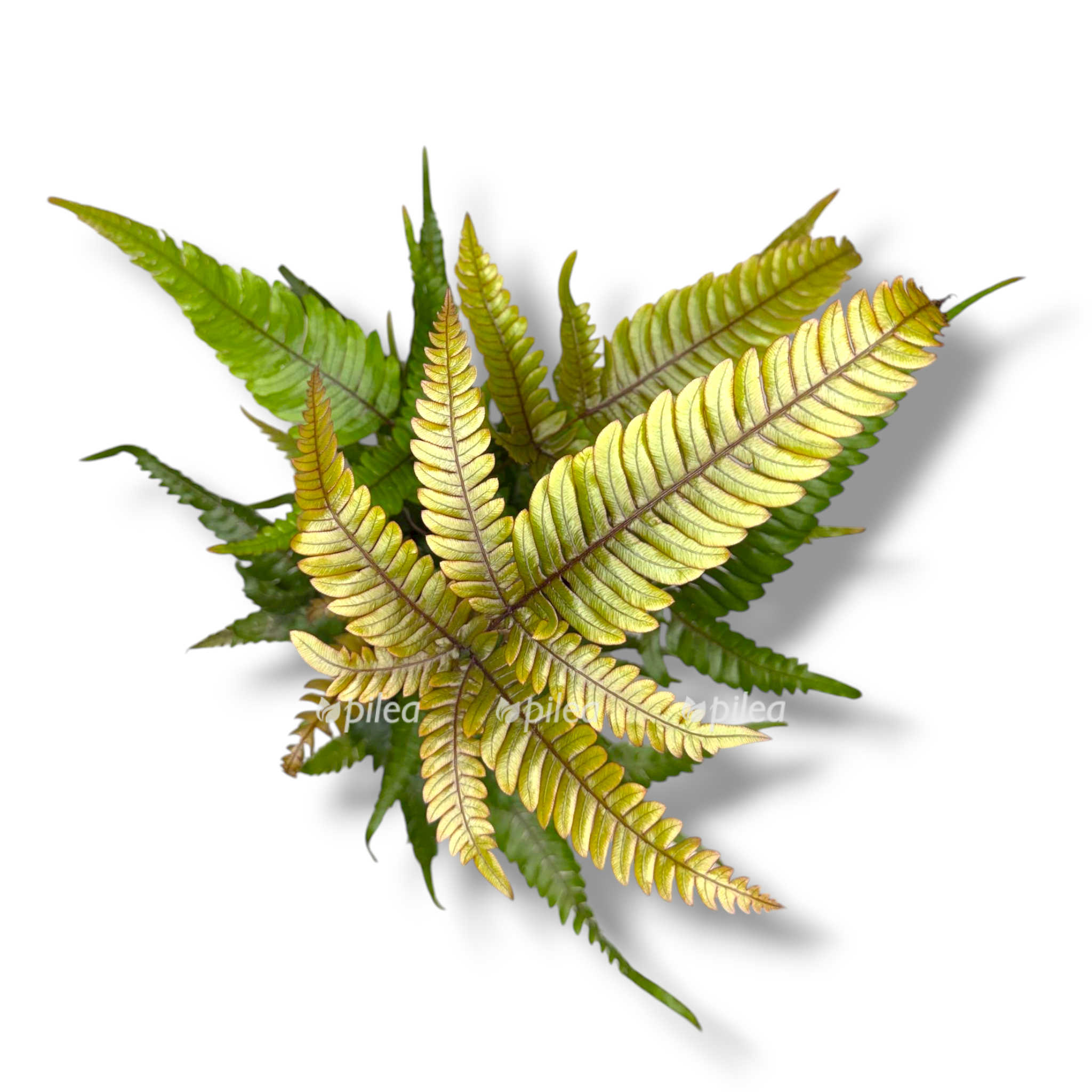 pteris quadriaurita tricolor