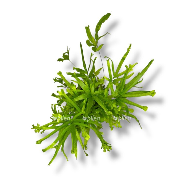 pteris rouveri e1769443913292