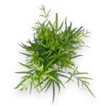 pteris serrulata