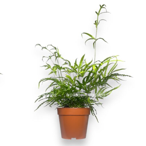 pteris serrulata e1769443893858