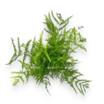 pteris stramineya