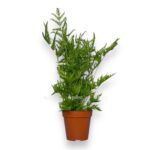 pteris stramineya