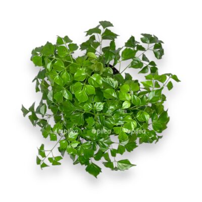 radermahera kitajskaya