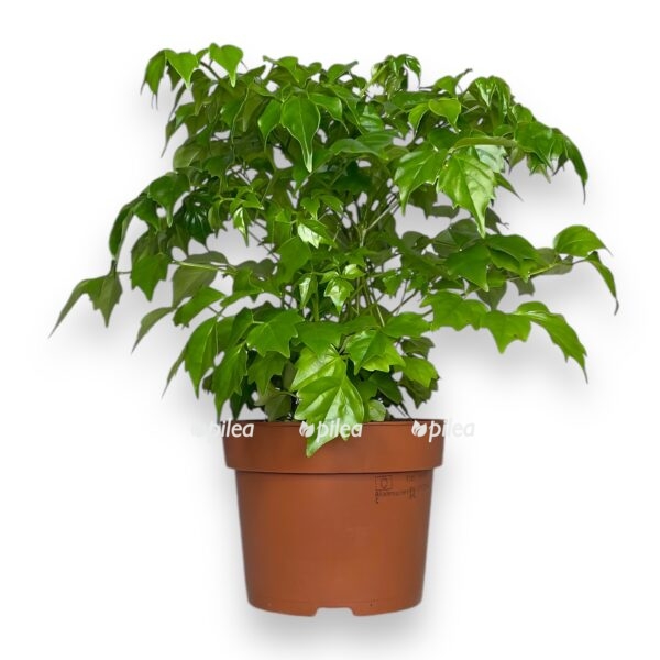 radermahera kitajskaya e1742787468845