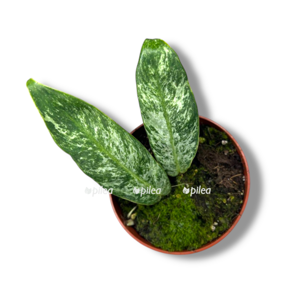 rafidofora elliptika mint e1758345438807