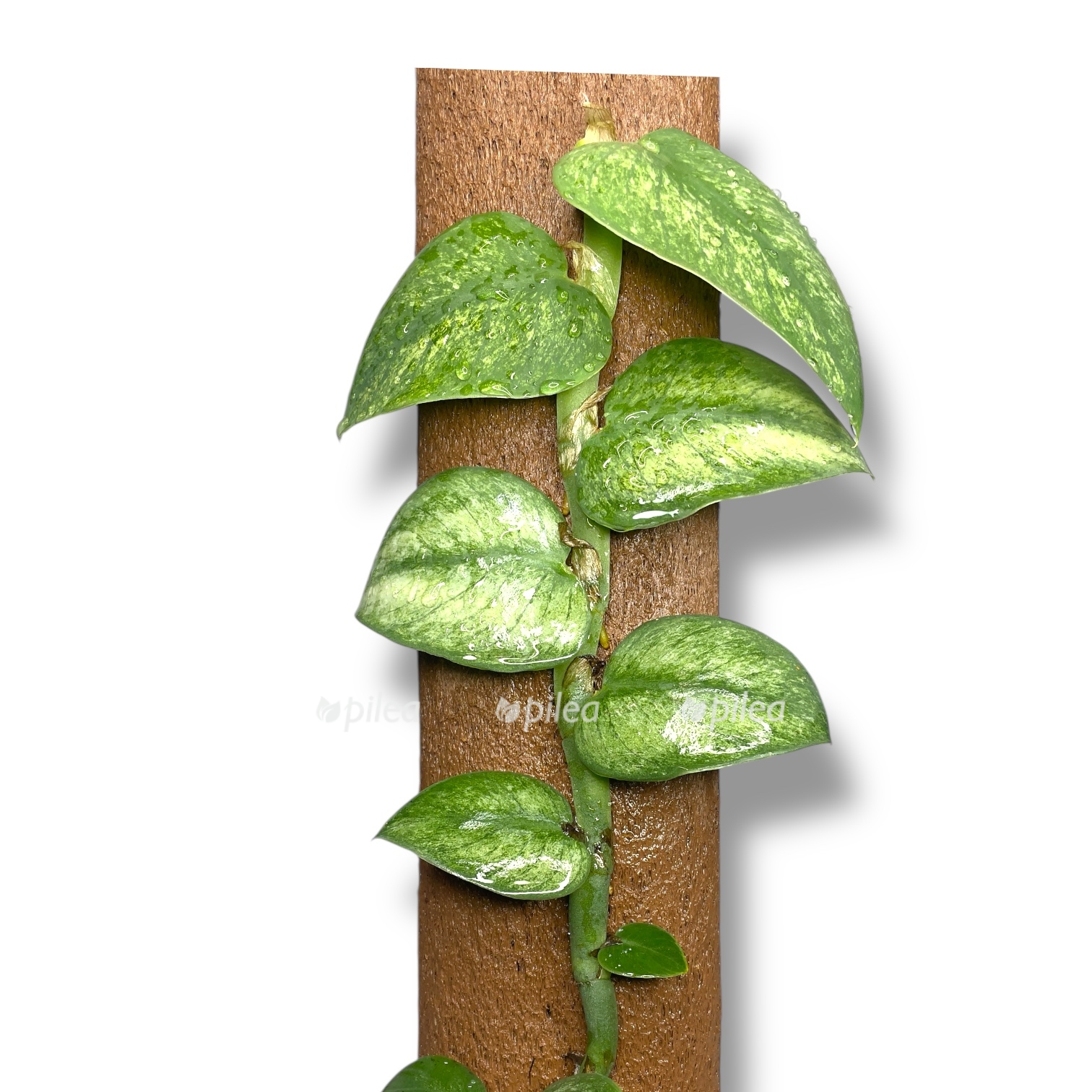 rafidofora gongkonskaya