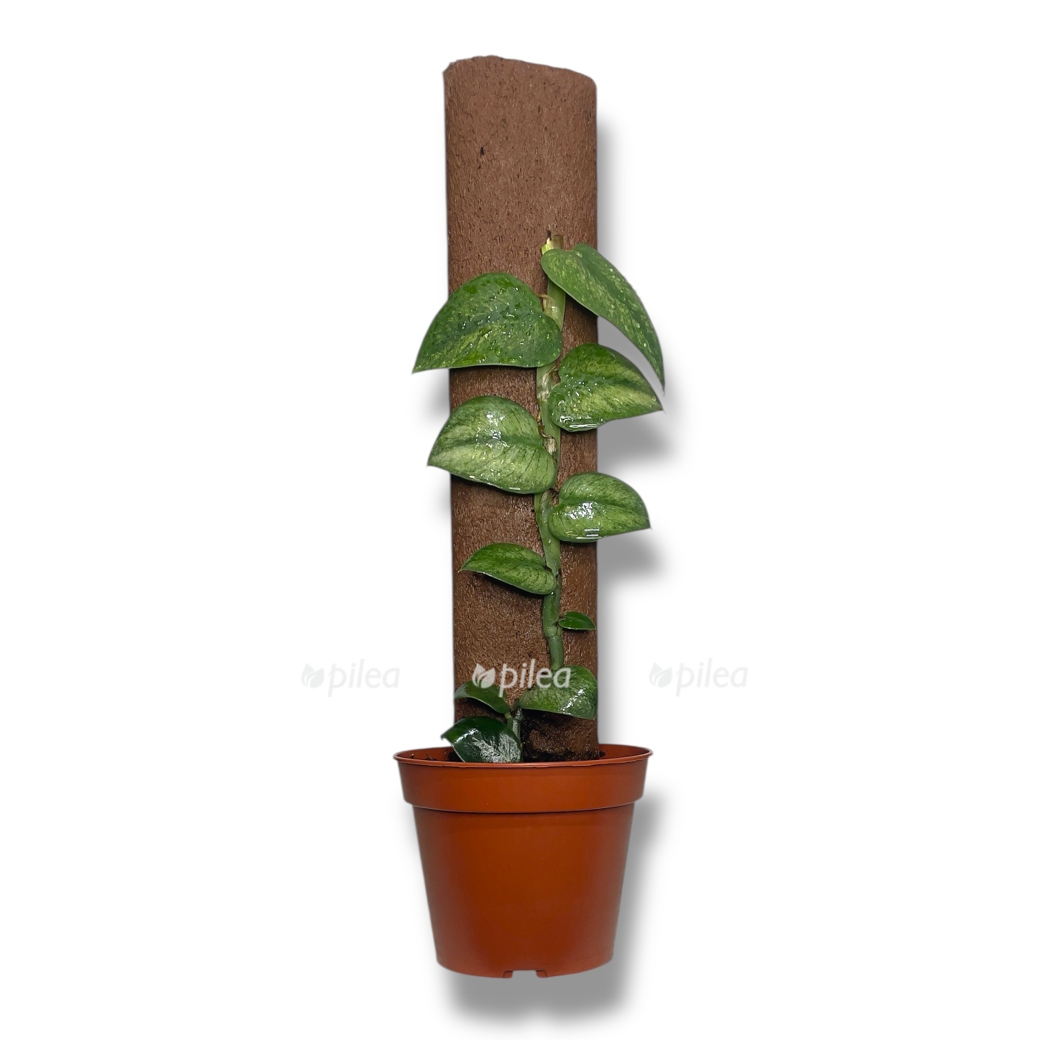 rafidofora gongkonskaya