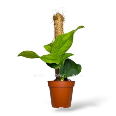 rafidofora korthalsa e1743077134619