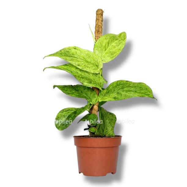 rafidofora korthalsa variegata. e1769759306289