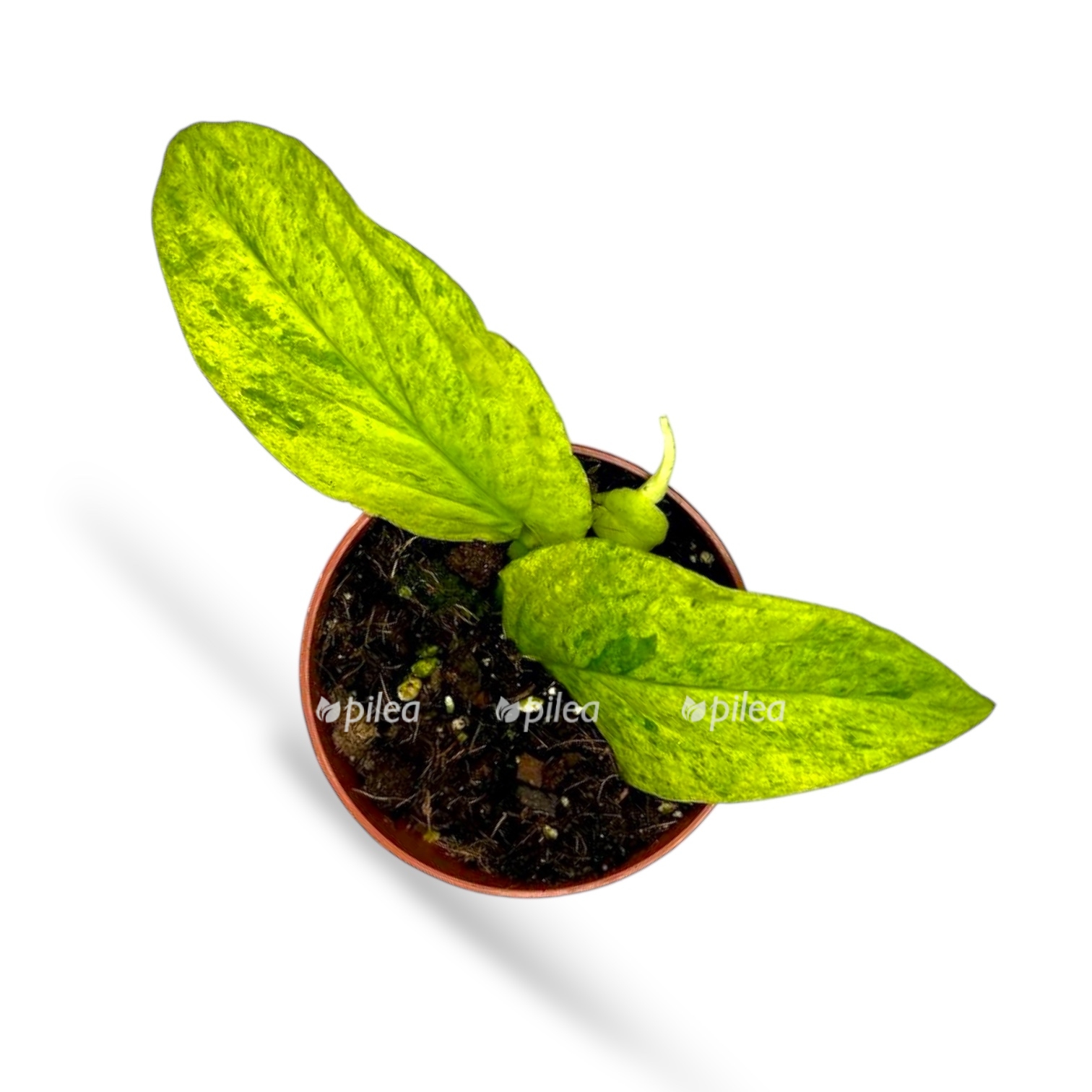 rafidofora marbl aurea