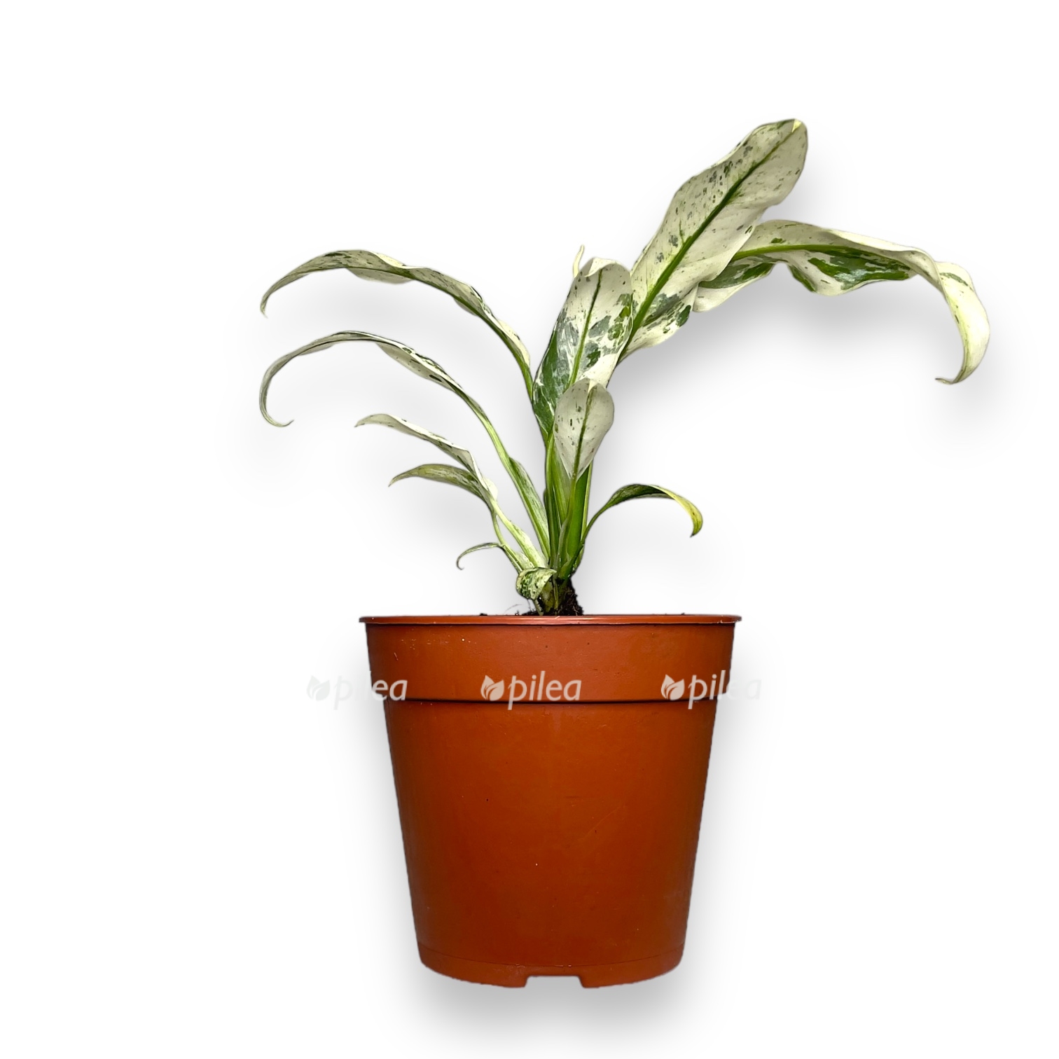 rafidofora puberula variegata