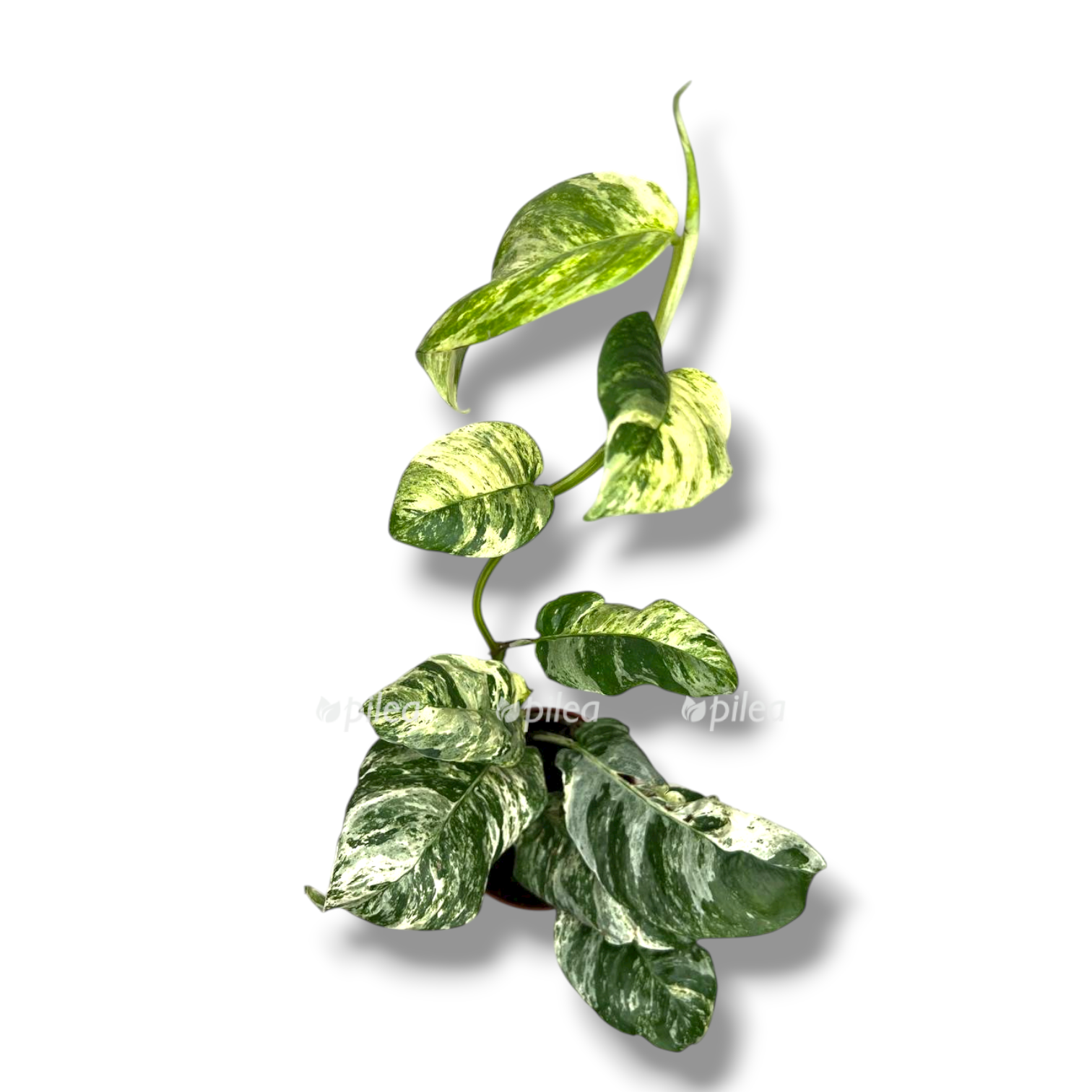 rafidofora puberula variegata