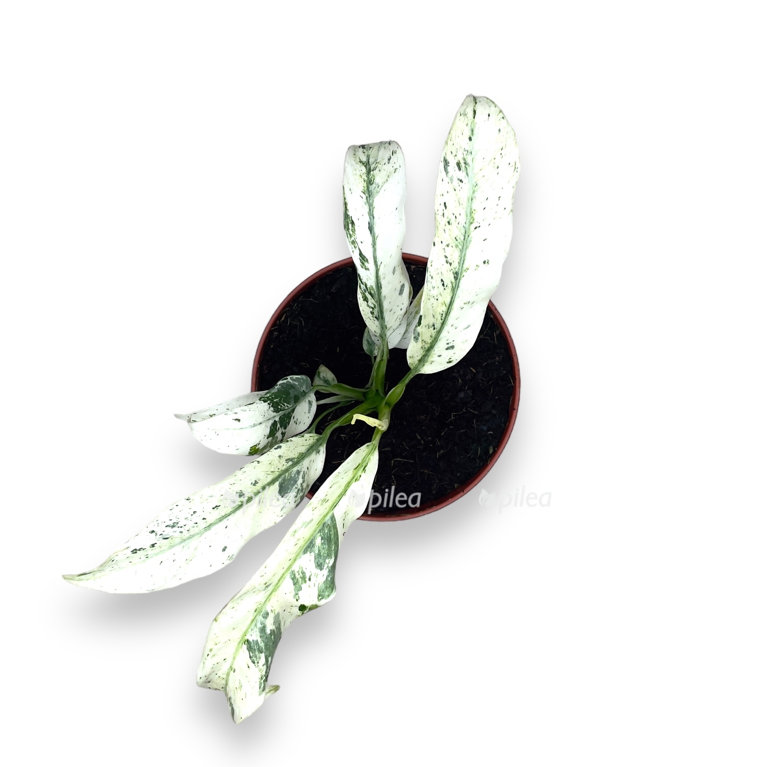 rafidofora puberula variegata 2