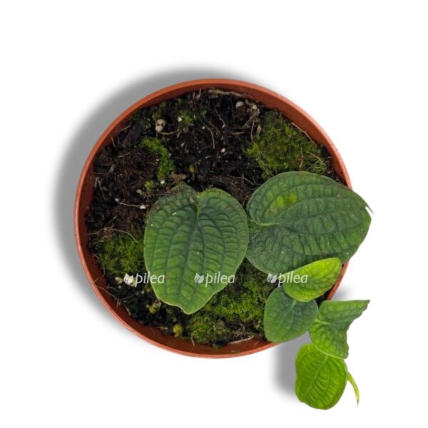 rafidofora tenuis silver e1742361225241