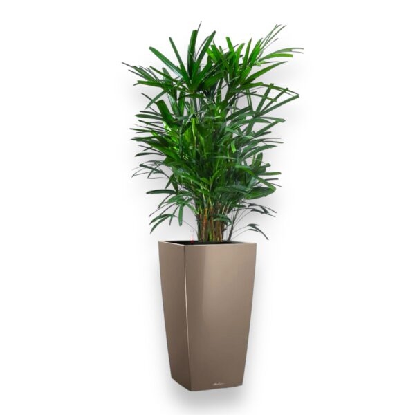 rapis v cubico 40 e1729360261980